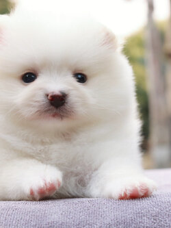 ปอมเมอเรเนียน เพศเมีย