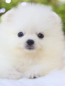 ปอมเมอเรเนียน เพศผู้สีขาวครีม เกรดโชว์