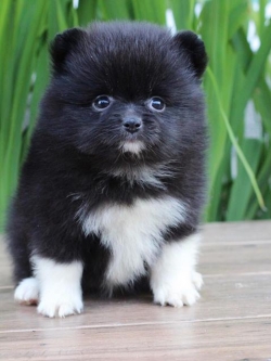 ปอมเมอเรเนียน เพศเมีย