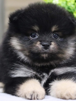 ปอมเมอเรเนียน เพศเมีย