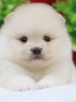 ปอมเมอเรเนียน เพศผู้ ขาวครีม