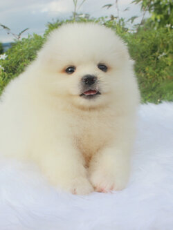 ปอมเมอเรเนียน เพศผู้ ขาวครีม