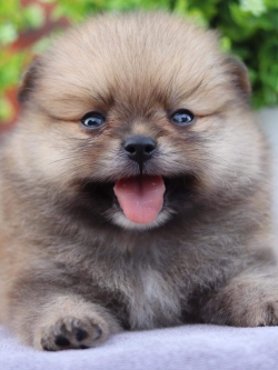 ปอมเมอเรเนียน เพศผู้