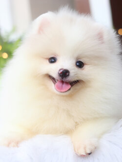 ปอมเมอเรเนียน เพศผู้สีขาวครีม