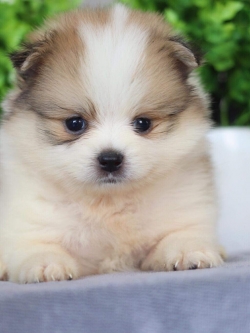 ปอมเมอเรเนียน เพศผู้