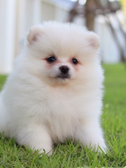 ปอมเมอเรเนียน เพศเมีย