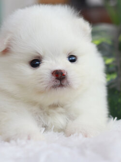 ปอมเมอเรเนียน เพศผู้ สีขาว