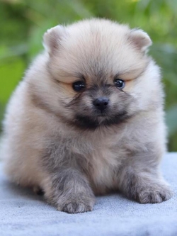 ปอมเมอเรเนียน เพศผู้