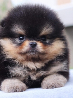 ปอมเมอเรเนียน เพศผู้