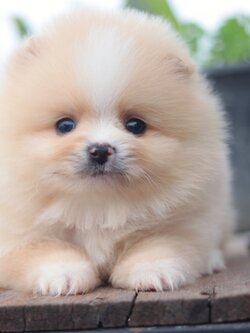 ปอมเมอเรเนียน เพศผู้ สีครีม