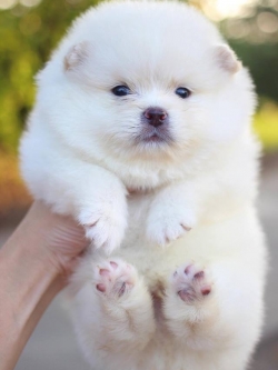 ปอทเมอเรเนียน เพศผู้