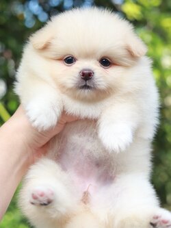 ปอมเมอเรเนียน เพศเมียครีม