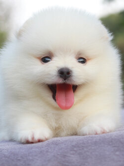 ปอมเมอเรเนียน เพศผู้ขาวขนแน่น