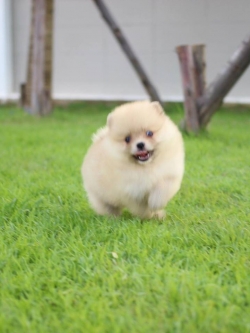 ปอมเมอเรเนียน เพศเมีย