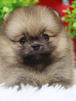 ปอมเมอเรเนียน เพศผู้ ส้ม หน้าตุ๊กตา