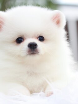 ปอมเมอเรเนียน เพศเมียสีขาวครีม