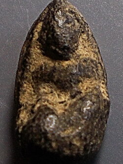 พระพิจิตร เม็ดน้อยหน่า (เขี้ยวงู) กรุท่าฉนวน