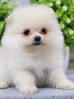 ปอมเมอเรเนียน เพศผู้