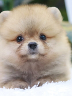 ปอมเมอเรเนียน เพศเมีย สีส้ม