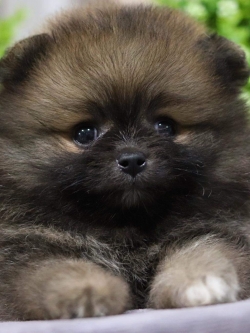 ปอมเมอเรเนียน เพศเมีย