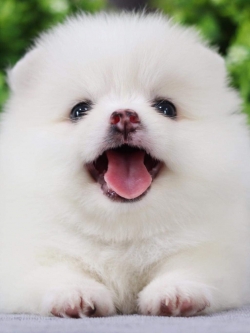 ปอมเมอเรเนียน เพศผู้