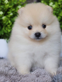 ปอมเมอเรเนียน เพศผู้