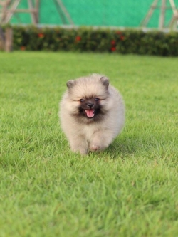 ปอมเมอเรเนียน เพศผู้