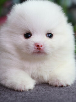 ปอมเมอเรเนียน เพศผู้ ขาว