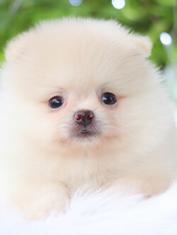 ปอมเมอเรเนียน เพศเมียสีขาวครีม