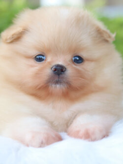 ปอมเมอเรเนียน เพศเมียสีส้ม เกรดโชว์