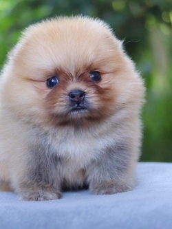 ปอมเมอเรเนียน เพศผู้หน้าหมี