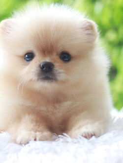 ปอมเมอเรเนียน เพศเมีย ครีม หน้าฟ็อก