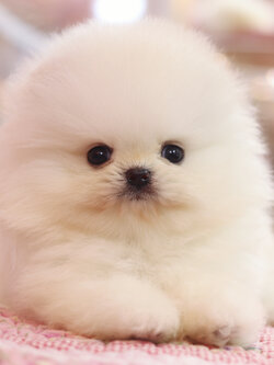 ปอมเมอเรเนียน เพศผู้สีขาวครีม เกรดโชว์