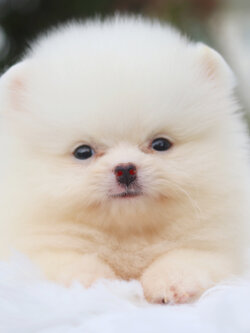 ปอมเมอเรเนียน เพศเมียสีขาวครีม