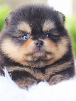 ปอมเมอเรเนียน เพศเมีย สีแบล็คแทน