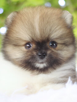 ปอมเมอเรเนียน เพศเมียสีแฟนซี