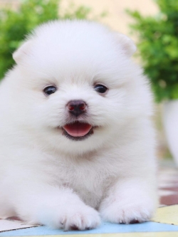 ปอมเมอเรเนียน เพศผู้