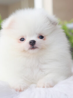 ปอมเมอเรเนียน เพศเมียสีแฟนซี