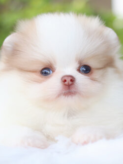 ปอมเมอเรเนียน เพศผู้สีแฟนซี