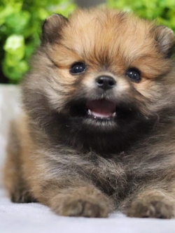 ปอมเมอเรเนียน เพศเมีย