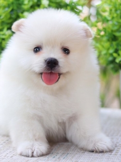 ปอมเมอเรเนียน เพศผู้ หน้าฟ็อก