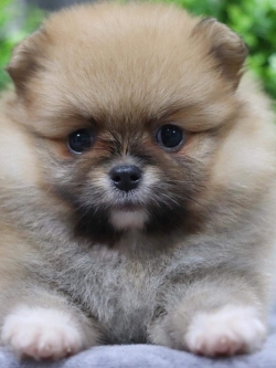 ปอมเมอเรเนียน เพศเมีย