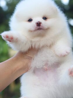 ปอมเมอเรเนียน เพศผู้ สีขาว