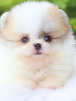 ปอมเมอเรเนียน เพศผู้แฟนซี