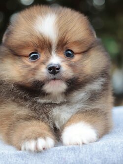 ปอมเมอเรเนียน เพศเมียสีส้ม หน้าฟ็อก