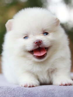 ปอมเมอเรเนียน เพศผู้ ทีคัพสีขาว