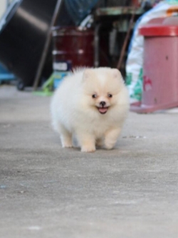 ปอมเมอเรเนียน เพศเมีย