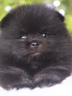 ปอมเมอเรเนียน เพศผู้ สีแบล็ค