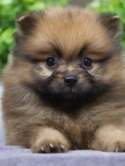 ปอมเมอเรเนียน เพศเมีย