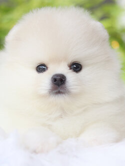 ปอมเมอเรเนียน เพศเมียสีขาวครีมเกรดโชว์